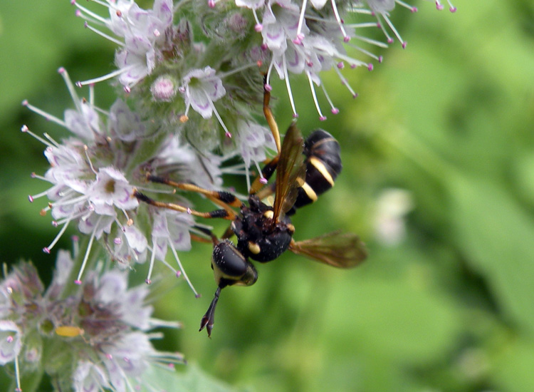 Conops flavipes F (Conopidae)